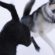 Яна Крапива - беги