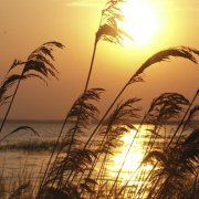 Savva Blinnikov - Golden Stalks