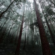 Money Flip - forgotten dreams