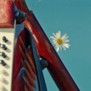 красный свет - вишневый сад