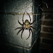 Артем Кинг - Паутина