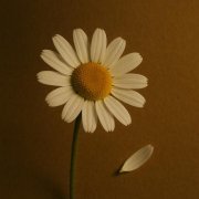 Ava Suslon - Любит иль не любит