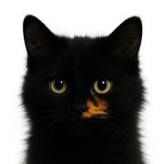 ЕГОР НАТС - Кошка