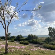 Мс Сенечка - Цветок