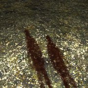 Найтивыход - ромашковое поле