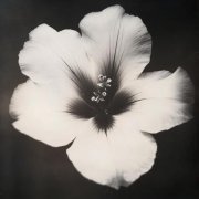 Micro-ice - god complex