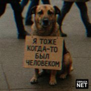 obraza net - Собака