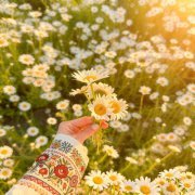 wavdealer - Romashka