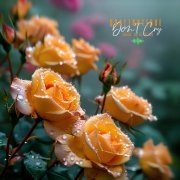 Quattroteque - Don't Cry