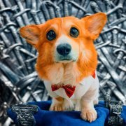 Корги Коржик, Хаски Бандит - Виляю коварною попою!