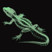 Tonyxblaq - No Bluff